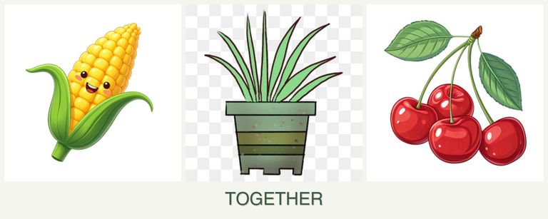 Can you plant corn, lemongrass and cherries together?