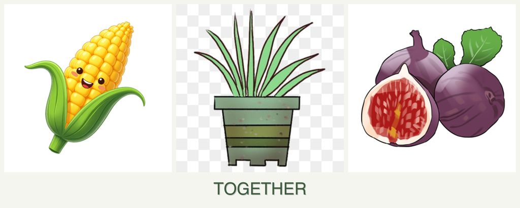 Can you plant corn, lemongrass and figs together?