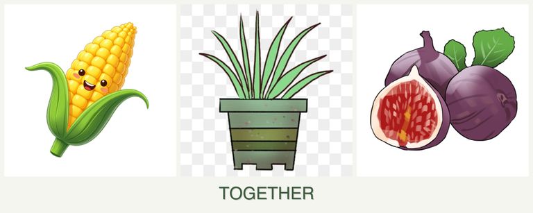 Can you plant corn, lemongrass and figs together?