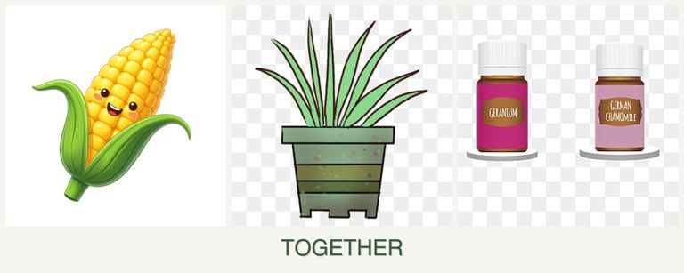 Can you plant corn, lemongrass and geraniums together?