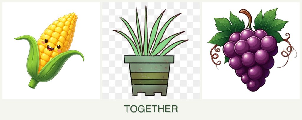 Can you plant corn, lemongrass and grapes together?