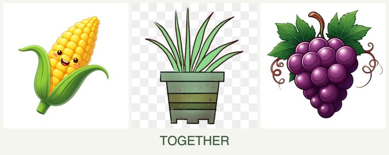 Can you plant corn, lemongrass and grapes together?