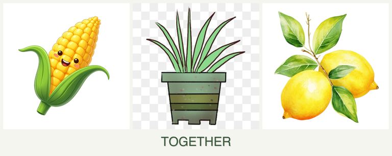 Can you plant corn, lemongrass and lemons together?