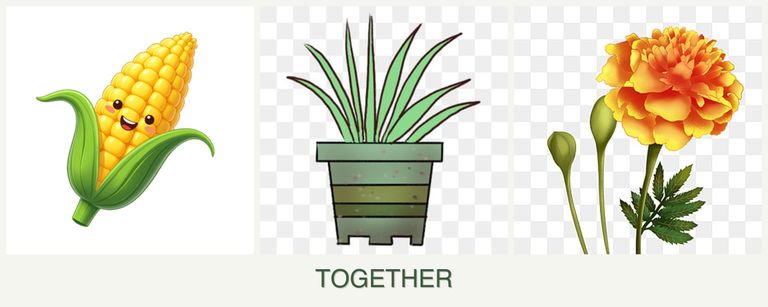 Can you plant corn, lemongrass and marigolds together?