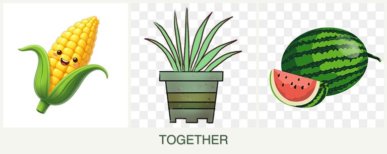 Can you plant corn, lemongrass and melons together?