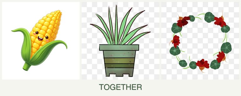 Can you plant corn, lemongrass and nasturtiums together?
