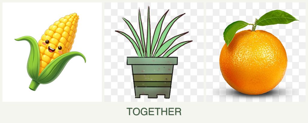 Can you plant corn, lemongrass and oranges together?