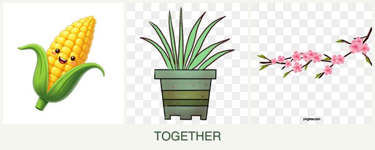Can you plant corn, lemongrass and peaches together?
