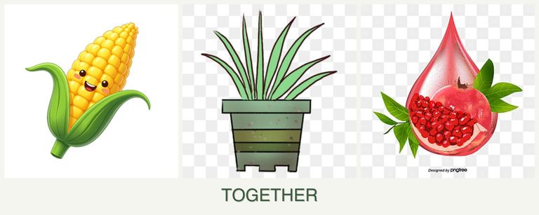 Can you plant corn, lemongrass and pomegranates together?