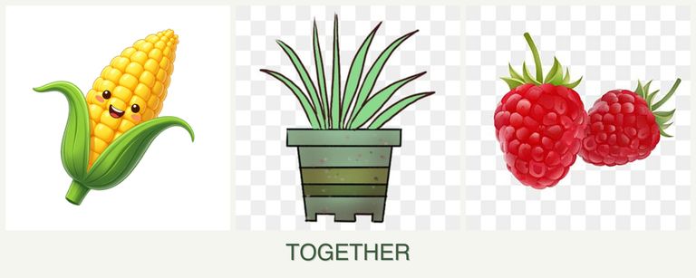 Can you plant corn, lemongrass and raspberries together?