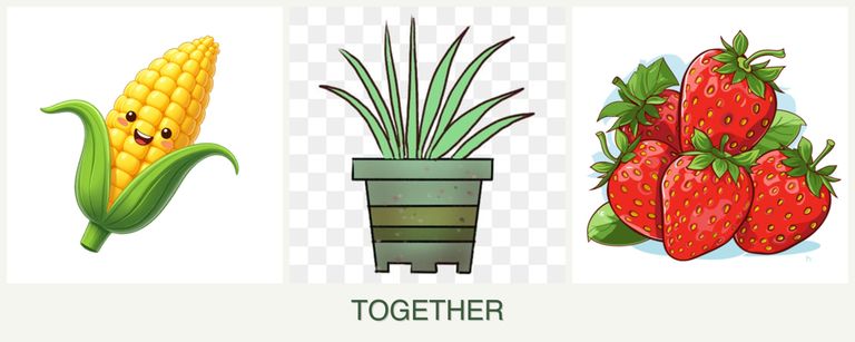Can you plant corn, lemongrass and strawberries together?