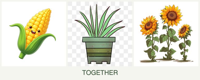 Can you plant corn, lemongrass and sunflowers together?