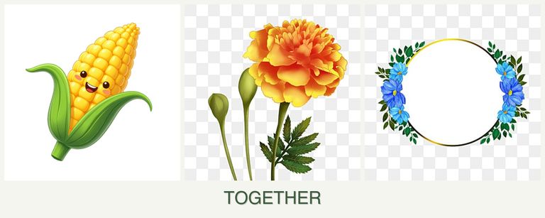Can you plant corn, marigolds and zinnias together?