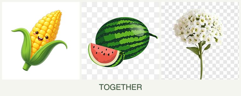 Can you plant corn, melons and alyssum together?