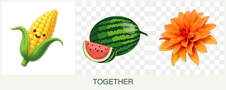 Can you plant corn, melons and dahlias together?