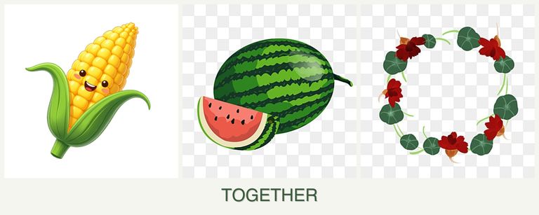 Can you plant corn, melons and nasturtiums together?