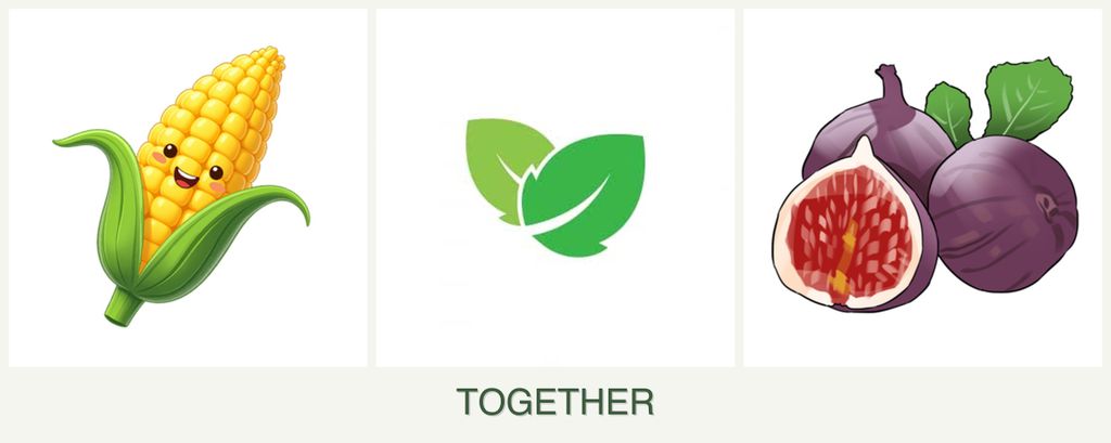 Can you plant corn, mint and figs together?