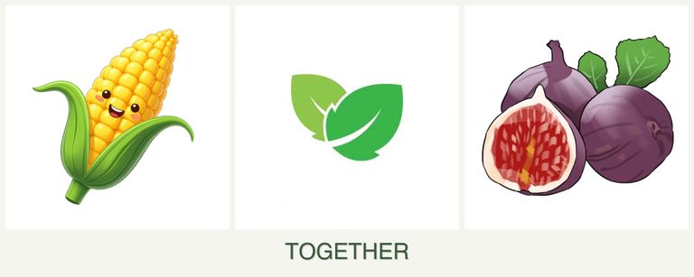 Can you plant corn, mint and figs together?