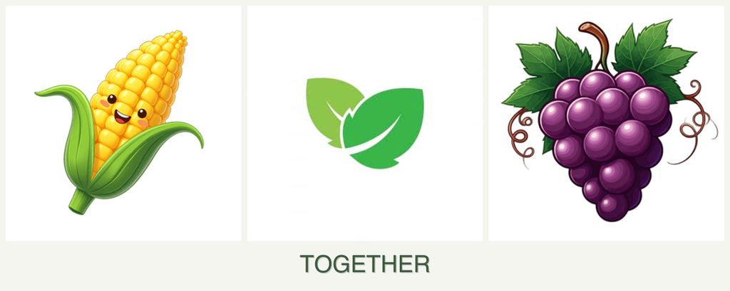 Can you plant corn, mint and grapes together?