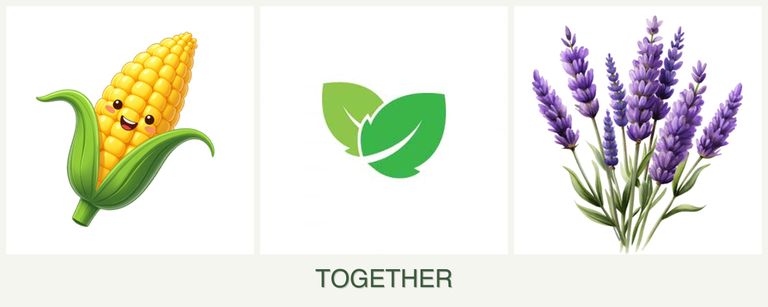 Can you plant corn, mint and lavender together?