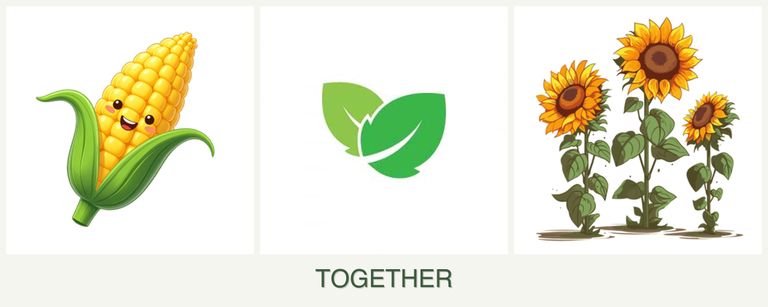 Can you plant corn, mint and sunflowers together?