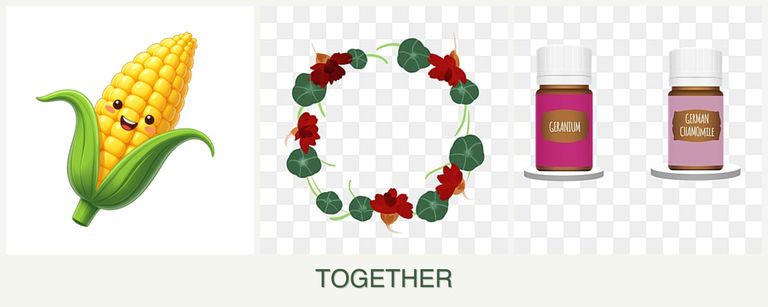 Can you plant corn, nasturtiums and geraniums together?