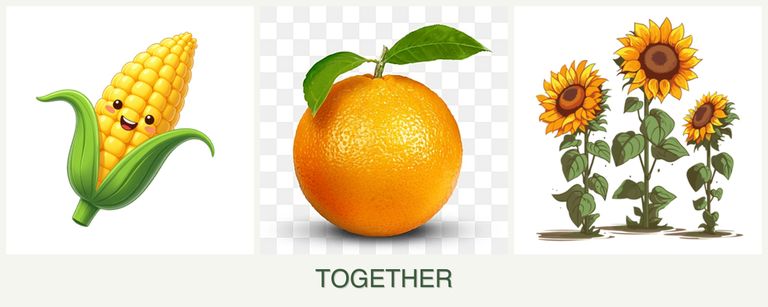 Can you plant corn, oranges and sunflowers together?