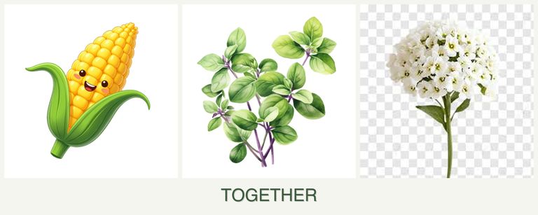 Can you plant corn, oregano and alyssum together?