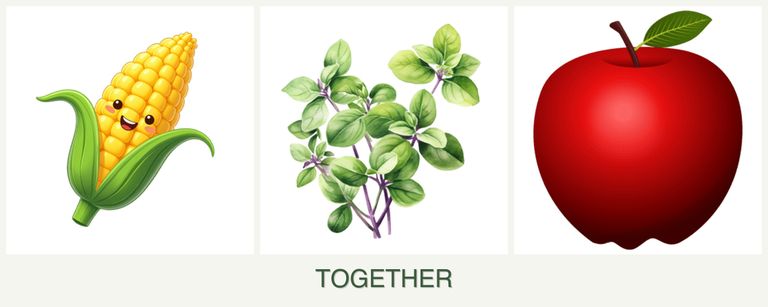 Can you plant corn, oregano and apples together?
