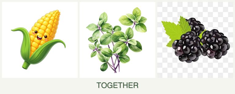 Can you plant corn, oregano and blackberries together?
