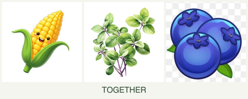 Can you plant corn, oregano and blueberries together?