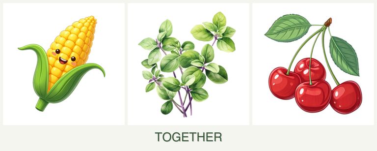 Can you plant corn, oregano and cherries together?