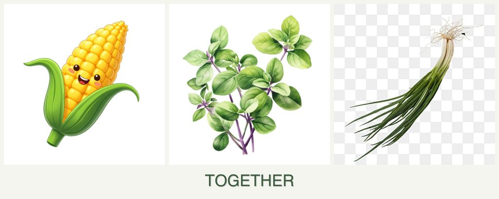 Can you plant corn, oregano and chives together?