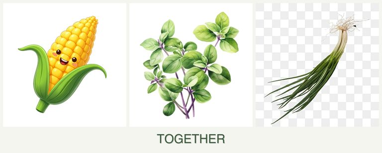 Can you plant corn, oregano and chives together?