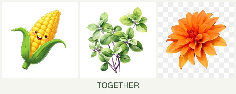 Can you plant corn, oregano and dahlias together?
