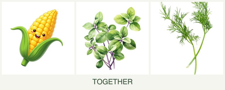 Can you plant corn, oregano and dill together?
