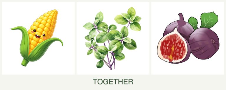 Can you plant corn, oregano and figs together?