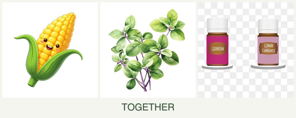 Can you plant corn, oregano and geraniums together?