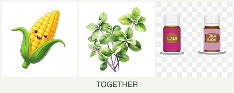Can you plant corn, oregano and geraniums together?