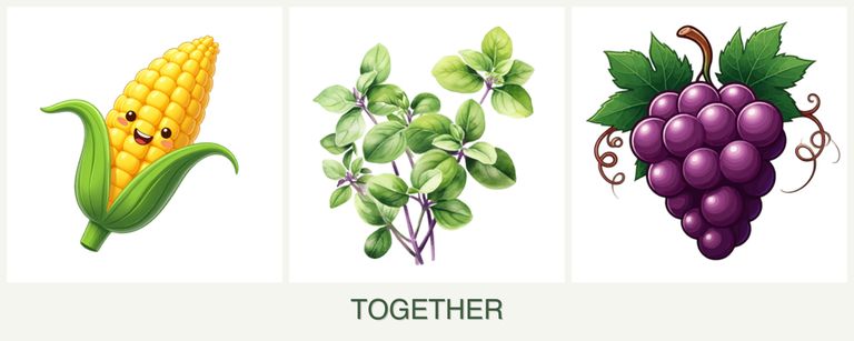Can you plant corn, oregano and grapes together?