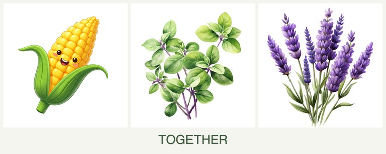 Can you plant corn, oregano and lavender together?