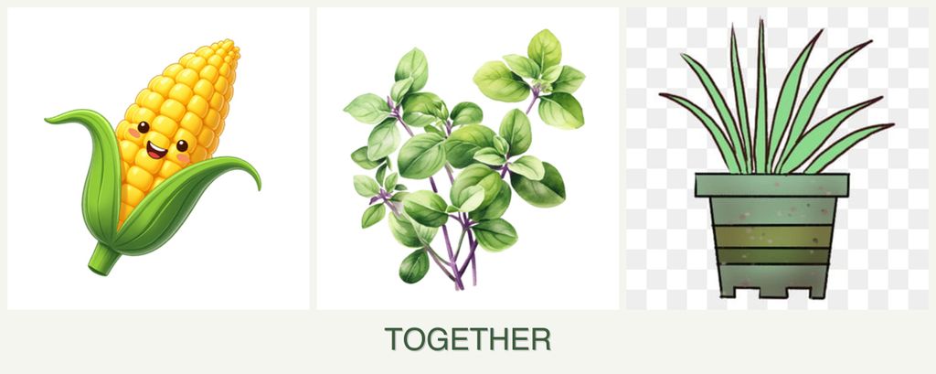 Can you plant corn, oregano and lemongrass together?