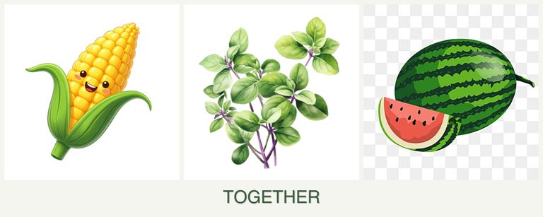 Can you plant corn, oregano and melons together?