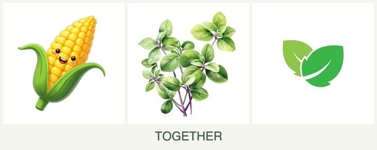 Can you plant corn, oregano and mint together?