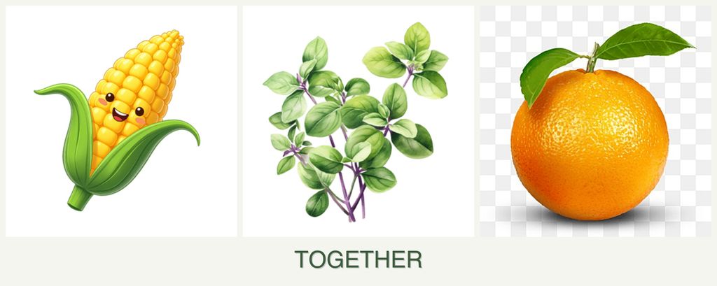 Can you plant corn, oregano and oranges together?