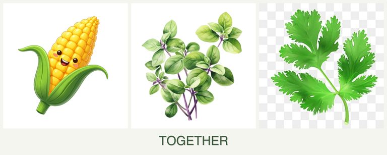 Can you plant corn, oregano and parsley together?