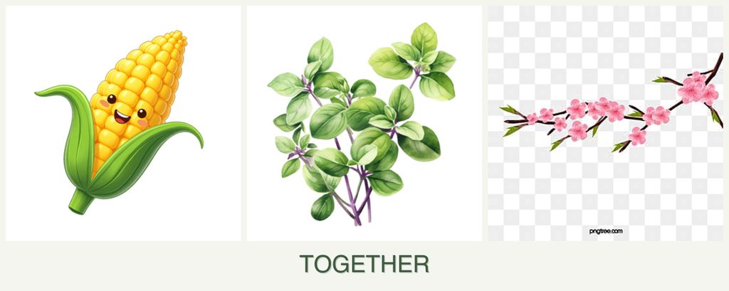 Can you plant corn, oregano and peaches together?