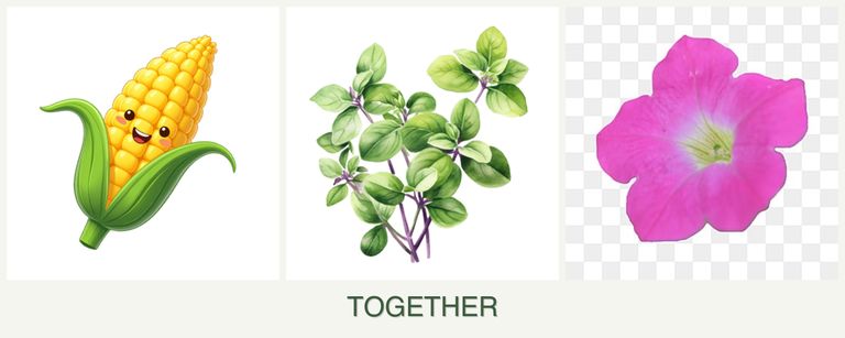 Can you plant corn, oregano and petunias together?