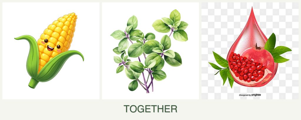 Can you plant corn, oregano and pomegranates together?