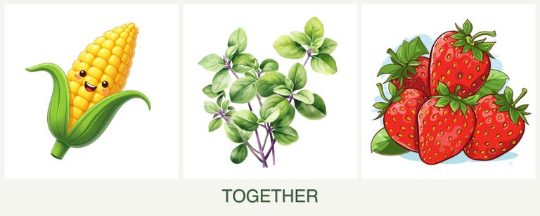Can you plant corn, oregano and strawberries together?